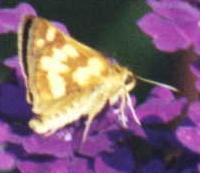 Fiery Skipper Butterfly