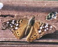 Hackberry Butterfly