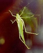 Katydid reflections